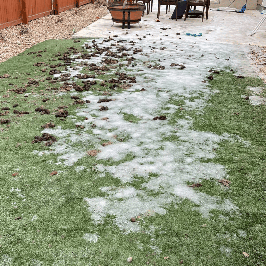 dirty backyard with dog poop