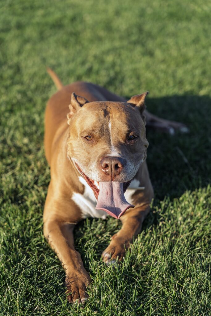 dog sitting in clean yard