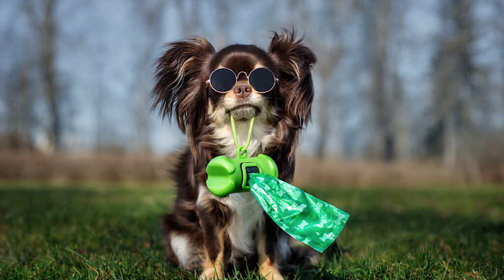 Dog Picking Up His Own Poop in Denver through The Poo Crew