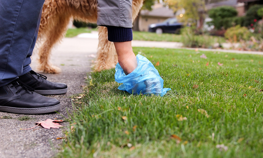 Man Picking up / cleaning up dog droppings from grass in Denver