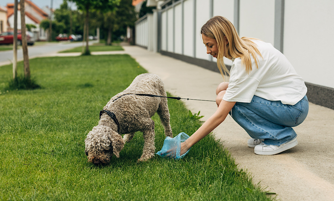 Pet Waste Removal in Denver