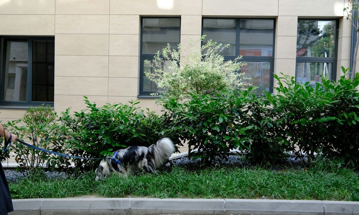Leashed dog sniffing a landscaped grass strip outside an apartment building – pet waste removal for property managers